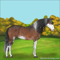Horse Color:Bay Sabino 