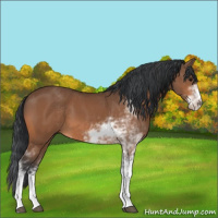 Horse Color:Bay Sabino 