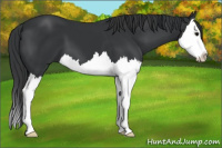 Horse Color:Black Splash 
