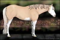 Horse Color:Gold Champagne Splash 