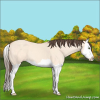 Horse Color:Amber Champagne Dun Splash
