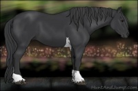 Horse Color:Black Tobiano 
