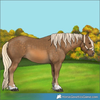 Horse Color:Chocolate Palomino 