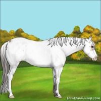Horse Color:Bay Sabino Appaloosa 