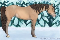 Horse Color:Amber Champagne 