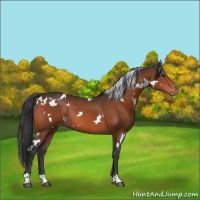 Horse Color:White Spotted Brown Appaloosa Rabicano 