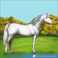Horse Color:Gray Silver Black Pearl Tobiano