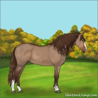 Horse Color:Liver Red Dun Sabino 