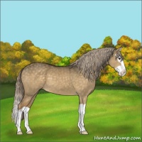 Horse Color:Chocolate Palomino Dun Splash 