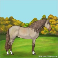 Horse Color:Liver Red Dun 