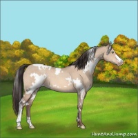 Horse Color:White Spotted Amber Champagne Dun 