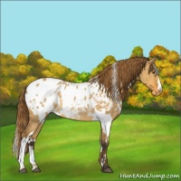 Horse Color:White Spotted Buckskin Dun Appaloosa Rabicano 