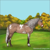 Horse Color:White Spotted Silver Brown Dun Rabicano 