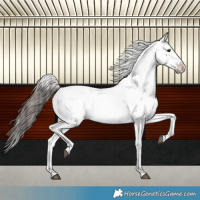 Horse Color:Brown Appaloosa Rabicano