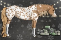 Horse Color:Chestnut Near Leopard 