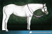 Horse Color:Gray Silver Grullo Splash Tobiano 
