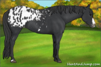 Horse Color:Black Frame Appaloosa 