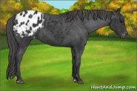 Horse Color:Black Appaloosa 