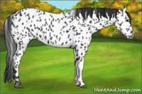 Horse Color:Black Appaloosa