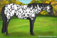 Horse Color:Black Appaloosa 