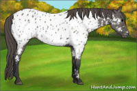 Horse Color:Grullo Appaloosa 