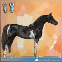 Horse Color:Midnight Liver Chestnut Ice Tobiano