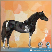 Horse Color:Midnight Liver Chestnut Ice Tobiano 