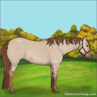 Horse Color:Red Dun 