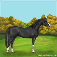 Horse Color:Black Splash Tobiano 