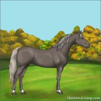 Horse Color:Silver Black 