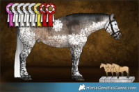 Horse Color:Gray Brown Dun Splash Tobiano Brindle 