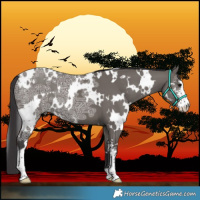 Horse Color:White Spotted Smoky Grullo Ice Sabino
