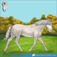 Horse Color:Cremello Splash  and Cremello Splash Frame 