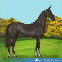Horse Color:Liver Chestnut Tobiano 