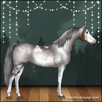 Horse Color:Gray Bay Sabino