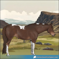 Horse Color:Liver Chestnut Tobiano 