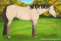 Horse Color:Amber Champagne Dun 