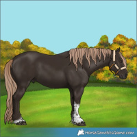 Horse Color:Liver Chestnut Tobiano