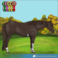 Horse Color:Liver Chestnut Tobiano 