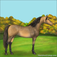 Horse Color:Buckskin 