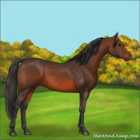 Horse Color:Brown 