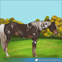 Horse Color:White Spotted Liver Chestnut 