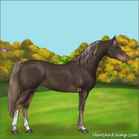 Horse Color:Liver Chestnut Tobiano 