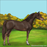Horse Color:Liver Chestnut Tobiano
