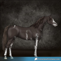 Horse Color:White Spotted Liver Chestnut Tobiano 