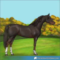 Horse Color:Liver Chestnut Tobiano 