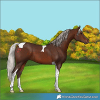 Horse Color:Silver Brown Tobiano 