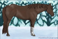 Horse Color:Liver Chestnut Tobiano 