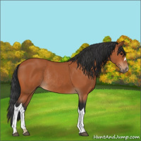 Horse Color:Bay Rabicano 