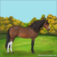 Horse Color:Bay 